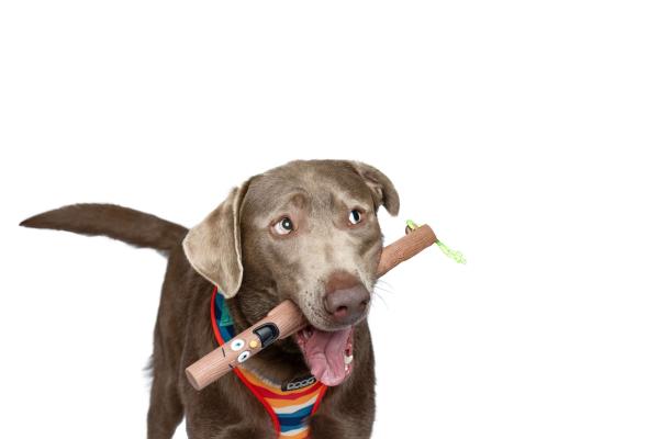 DOOG Family Stick Neu - Woody DOOG Family Stick Neu - Woody